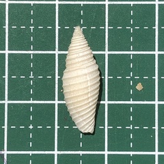 Mitridae
