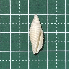 Mitridae