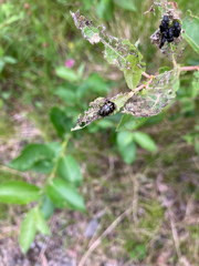 Chrysomela lapponica