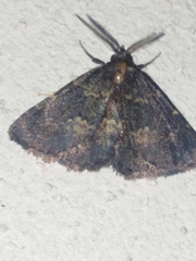 Metalectra diabolica