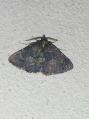 Metalectra diabolica