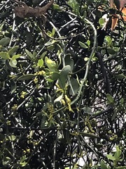 Phoradendron bolleanum