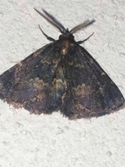 Metalectra diabolica