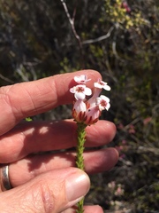 Erica ampullacea
