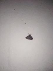 Metalectra diabolica