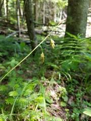 Carex castanea