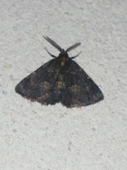 Metalectra diabolica