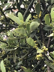 Phoradendron bolleanum