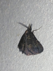 Metalectra diabolica