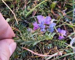 Oxytropis glabra