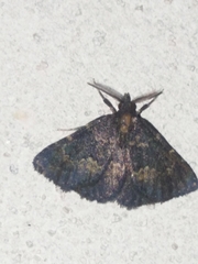 Metalectra diabolica