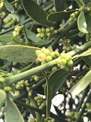 Phoradendron bolleanum