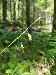 Carex castanea