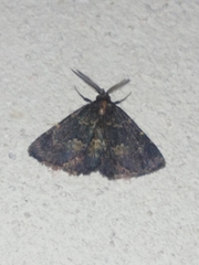 Metalectra diabolica