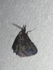 Metalectra diabolica