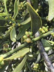 Phoradendron bolleanum