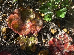 Drosera magna