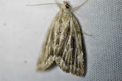 Cutina albopunctella