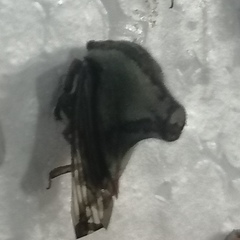 Umbonia crassicornis