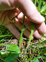 Carex castanea