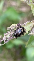 Chrysomela lapponica