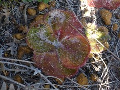 Drosera magna