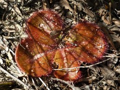 Drosera magna