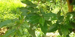 Morinda