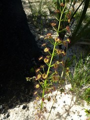 Drosera porrecta