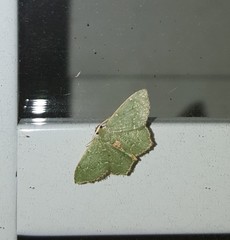 Chloropteryx nordicaria