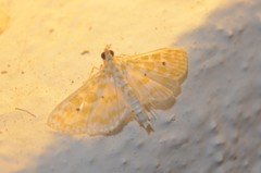 Leucochroma corope