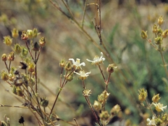 Horkelia hispidula