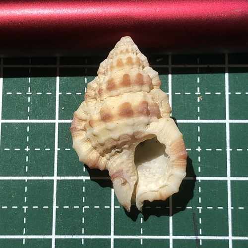 シマアラレボラ