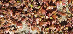 Glossostigma elatinoides