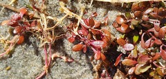 Glossostigma elatinoides