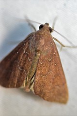 Anomis illita