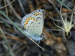 Plebejus fridayi