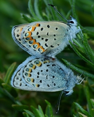Plebejus fridayi
