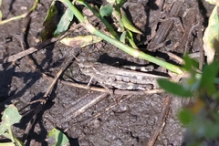 Epacromius pulverulentus