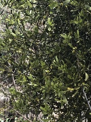 Phoradendron bolleanum