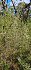 Styphelia setigera