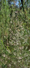 Styphelia setigera