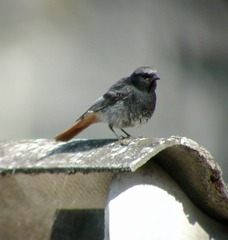 Phoenicurus ochruros gibraltariensis