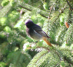 Phoenicurus ochruros gibraltariensis