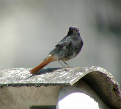 Phoenicurus ochruros gibraltariensis