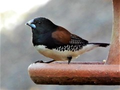 Spermestes bicolor nigriceps