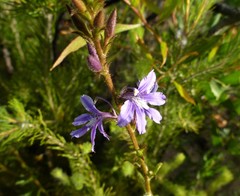 Scaevola glandulifera