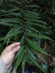 Flacourtia indica