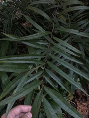 Flacourtia indica