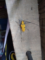 Acalolepta sulphurifera
